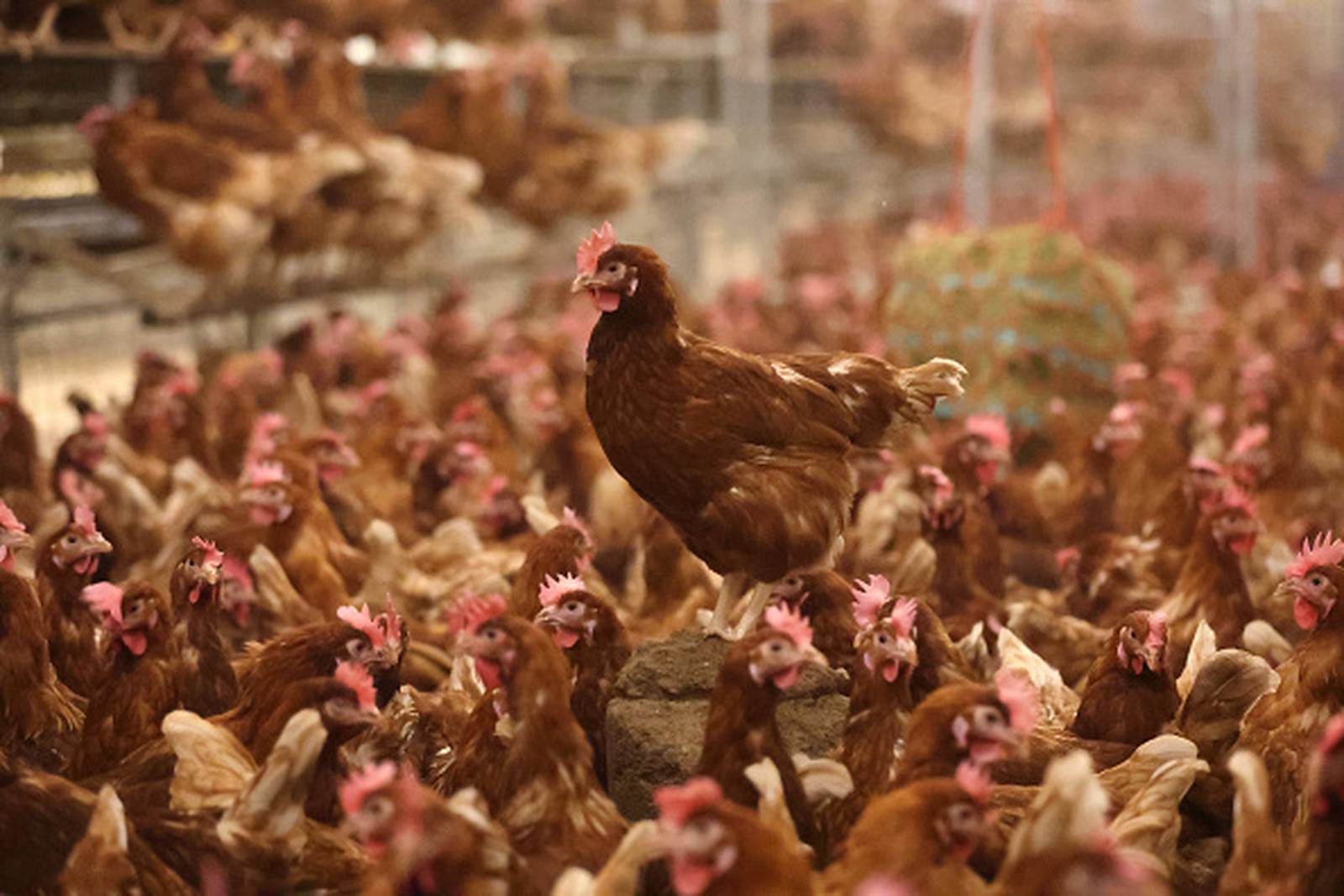 Bird flu CDC sets up dashboard to track spread of H5N1 avian influenza
