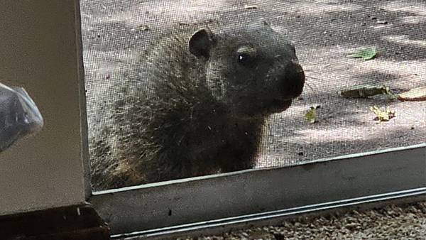 VIDEO:  Nancy looking for a new home for groundhogs!