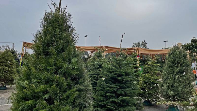 Christmas trees that went unsold this holiday season get second life at zoo in Berlin