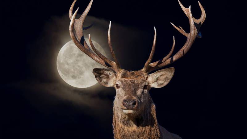 male red Deer portrait looking at you close up portrait on full moon black background