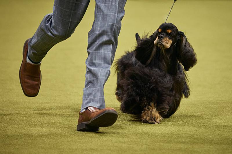 Photos Westminster Kennel Club names Best in Show K99.1FM