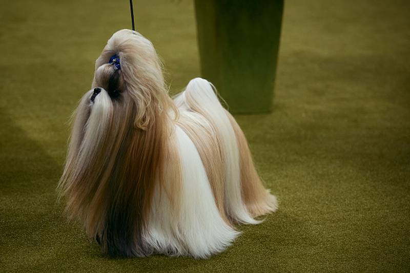 Photos Westminster Kennel Club names Best in Show K99.1FM